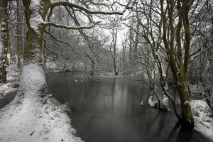Snowy Dearne 